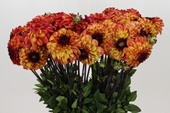 Dahlia Ding A Dong 55cm