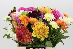 Dahlia Mix Per Bunch 42cm