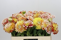 Dahlia Jowey Fantasy 55cm