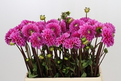 Dahlia Sandra 55cm