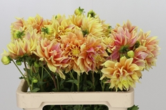 Dahlia Tyrel 55cm