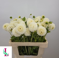 Dahlia Reycroft Jan 60cm