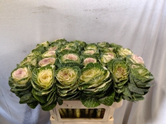 Brassica White Crane 70cm