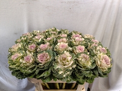 Brassica Empire Akilina 70cm