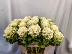 Brassica Crane Ruffle White 60cm