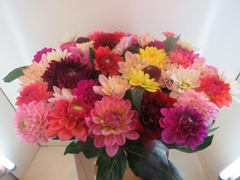 Dahlia Mix 45cm