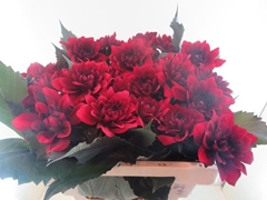 Dahlia Red Pannier 55cm