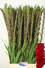 Gladiolus Fat Boy 110cm 180gr.