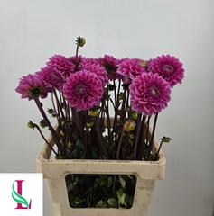 Dahlia Sandra 60cm