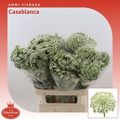 Ammi Visnaga Casablanca 80cm
