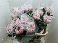 Chrysanth Single Vienna Salmon 80cm 135gr.