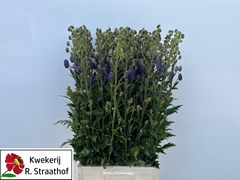 Aconitum Carmichaelii Arendsii 90cm