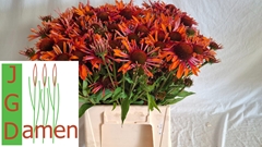 Echinacea Orange Passion 45cm
