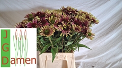 Echinacea Green Twister 40cm
