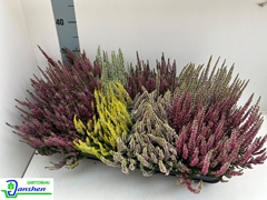 Calluna Beauty Ladies Mix 13Ø 20cm
