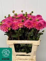 Dahlia Esli 60cm