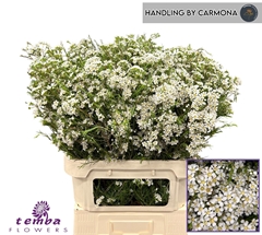 Chamelaucium Pelaco 80cm 90gr.