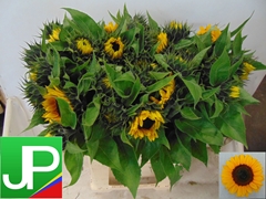 Helianthus Sunrich Orange 75cm