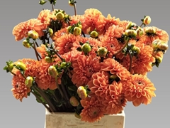 Dahlia Sylvia 50cm