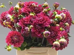 Dahlia Red Runner 50cm
