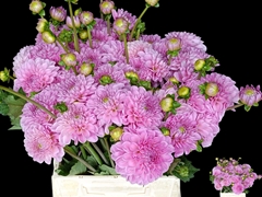 Dahlia Pink Pop 50cm