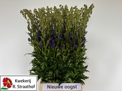 Aconitum Carmichaelii Arendsii 90cm