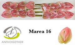 Anthurium Marea 11cm Hd