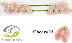 Anthurium Cheers 7cm Hd