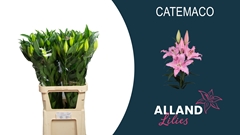 Lily Oriental Catemaco 75cm 2+