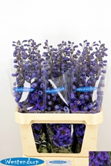 Delphinium Double Kissi Flash Blue 90cm
