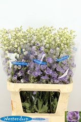 Delphinium Double Kissi Blush Milka 90cm