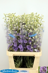 Delphinium Double Kissi Blush Milka 100cm