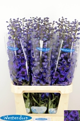 Delphinium Double Kissi Flash Blue 100cm