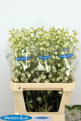 Delphinium Double Kissi White Kermit 90cm