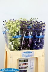 Delphinium Double Mix 65cm