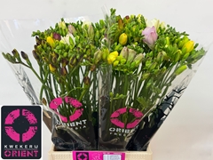 Freesia Double Mix 40cm 15gr.