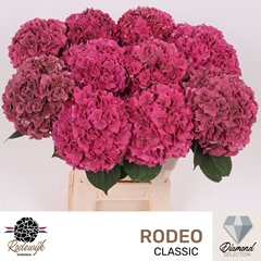Hydrangea Rodeo Red Classic 60cm 17-19cm Hd