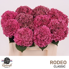 Hydrangea Rodeo Red Classic 50cm 15-17cm Hd