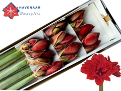 Hippeastrum Double Red Toro 60cm