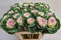 Brassica Crane Bicolour 55cm