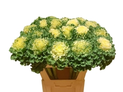 Brassica Crane Ruffle White 75cm