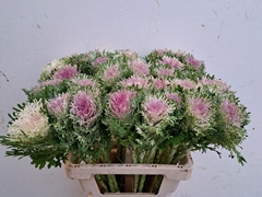 Brassica Crane King 60cm