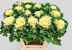Brassica Crane Ruffle White 60cm