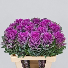 Brassica Crane Queen 60cm