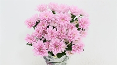 Chrysanth Spray Baltica Pink 70cm 85gr.
