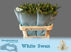 Alstroemeria White Swan 75cm 80gr.