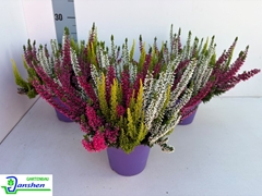 Calluna Beauty Ladies Mix In Pot 3 Colours 13Ø 28cm