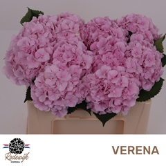 Hydrangea Verena 50cm 13-15cm Hd