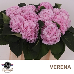 Hydrangea Verena 40cm 11-13cm Hd