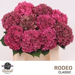 Hydrangea Rodeo Red Classic 40cm 13-15cm Hd